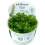 TROPICA PLANTS - Bacopa caroliniana - 1-2 Grow