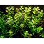 TROPICA PLANTS - Bacopa caroliniana - 1-2 Grow