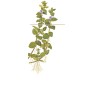 TROPICA PLANTS - Bacopa caroliniana - 1-2 Grow