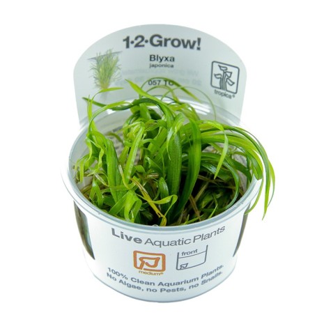 TROPICA PLANTS - Blyxa japonica - 1-2 Grow