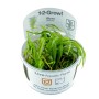 TROPICA PLANTS - Blyxa japonica - 1-2 Grow