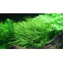 TROPICA PLANTS - Blyxa japonica - 1-2 Grow