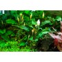 TROPICA PLANTS - Bucephalandra pygmaea 'Bukit Kelam'  - 1-2 Grow