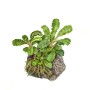 TROPICA PLANTS - Bucephalandra pygmaea 'Bukit Kelam'  - 1-2 Grow