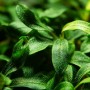 TROPICA PLANTS - Bucephalandra sp. 'Needle Leaf' - 1-2 Grow