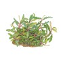 TROPICA PLANTS - Bucephalandra sp. 'Needle Leaf' - 1-2 Grow