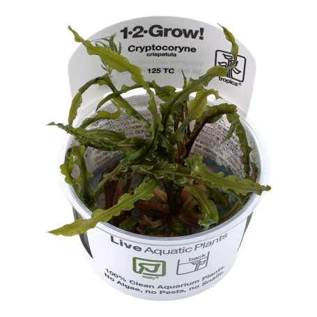 TROPICA PLANTS - Cryptocoryne crispatula - 1-2 Grow