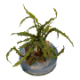 TROPICA PLANTS - Cryptocoryne crispatula - 1-2 Grow