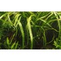 TROPICA PLANTS - Cryptocoryne crispatula - 1-2 Grow