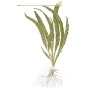 TROPICA PLANTS - Cryptocoryne crispatula - 1-2 Grow