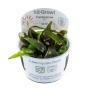 TROPICA PLANTS - Cryptocoryne nurii - 1-2 Grow