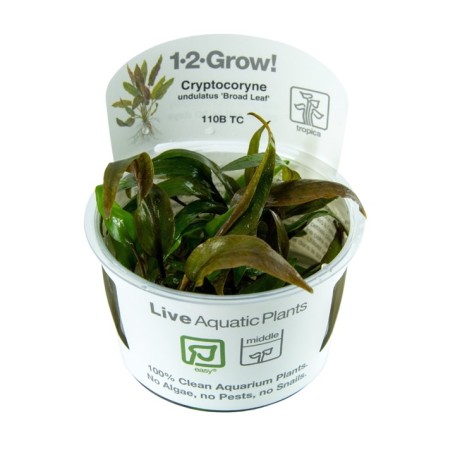 TROPICA PLANTS - Cryptocoryne undulata 'Broad Leaf' - 1-2 Grow