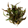 TROPICA PLANTS - Cryptocoryne undulata 'Broad Leaf' - 1-2 Grow