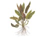 TROPICA PLANTS - Cryptocoryne undulata 'Broad Leaf' - 1-2 Grow