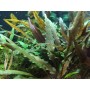 TROPICA PLANTS - Cryptocoryne undulata 'Broad Leaf' - 1-2 Grow