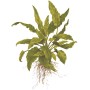 TROPICA PLANTS - Cryptocoryne wendtii 'Green' - 1-2 Grow