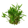 TROPICA PLANTS - Cryptocoryne wendtii 'Green' - 1-2 Grow