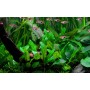 TROPICA PLANTS - Cryptocoryne wendtii 'Green' - 1-2 Grow