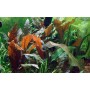 TROPICA PLANTS - Cryptocoryne wendtii 'Mi Oya' - 1-2 Grow