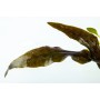 TROPICA PLANTS - Cryptocoryne wendtii 'Mi Oya' - 1-2 Grow