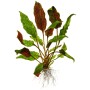 TROPICA PLANTS - Cryptocoryne wendtii 'Mi Oya' - 1-2 Grow