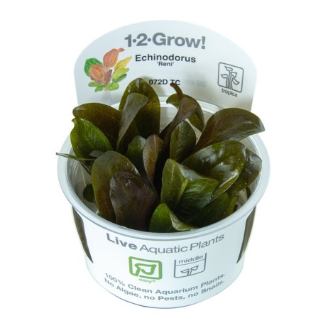 TROPICA PLANTS - Echinodorus 'Reni' - 1-2 Grow