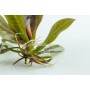 TROPICA PLANTS - Echinodorus 'Reni' - 1-2 Grow