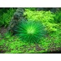 TROPICA PLANTS - Eriocaulon cinereum - 1-2 Grow