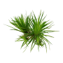 TROPICA PLANTS - Eriocaulon cinereum - 1-2 Grow