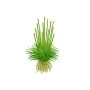 TROPICA PLANTS - Eriocaulon cinereum - 1-2 Grow