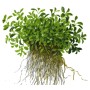 TROPICA PLANTS - Glossostigma elatinoides - 1-2 Grow