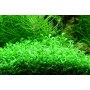 TROPICA PLANTS - Glossostigma elatinoides - 1-2 Grow