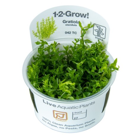 TROPICA PLANTS - Gratiola viscidula - 1-2 Grow