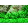 TROPICA PLANTS - Gratiola viscidula - 1-2 Grow