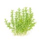 TROPICA PLANTS - Gratiola viscidula - 1-2 Grow