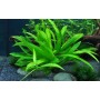 TROPICA PLANTS - Helanthium bolivianum 'Quadricostatus' - 1-2 Grow