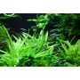 TROPICA PLANTS - Helanthium bolivianum 'Quadricostatus' - 1-2 Grow