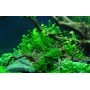 TROPICA PLANTS - Hemianthus micranthemoides - 1-2 Grow