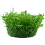 TROPICA PLANTS - Hemianthus micranthemoides - 1-2 Grow