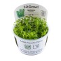 TROPICA PLANTS - Hottonia palustris  - 1-2 Grow