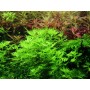 TROPICA PLANTS - Hottonia palustris  - 1-2 Grow