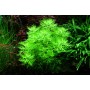 TROPICA PLANTS - Hottonia palustris  - 1-2 Grow