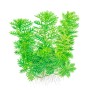 TROPICA PLANTS - Hottonia palustris  - 1-2 Grow