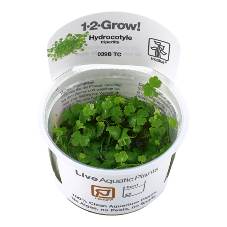 TROPICA PLANTS -  Hydrocotyle tripartita - 1-2 Grow