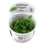 TROPICA PLANTS -  Hydrocotyle tripartita - 1-2 Grow