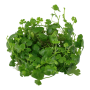 TROPICA PLANTS -  Hydrocotyle tripartita - 1-2 Grow