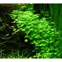 TROPICA PLANTS -  Hydrocotyle tripartita - 1-2 Grow