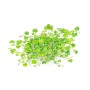 TROPICA PLANTS -  Hydrocotyle tripartita - 1-2 Grow