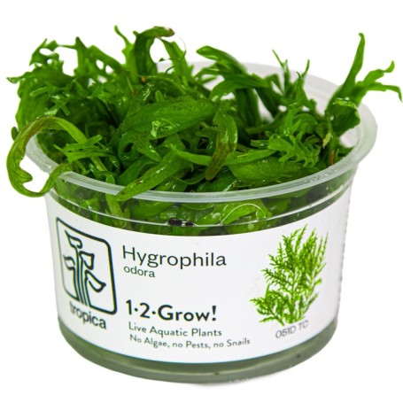 TROPICA PLANTS -  Hygrophila odora - 1-2 Grow