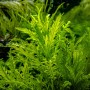 TROPICA PLANTS -  Hygrophila odora - 1-2 Grow